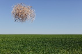 Tumbleweeds