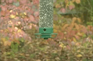 GIFs 5-31-18