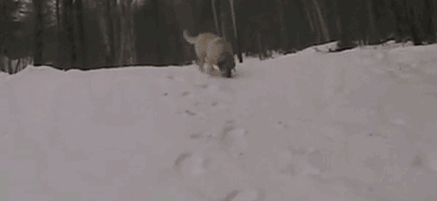 GIFs 5-3-18