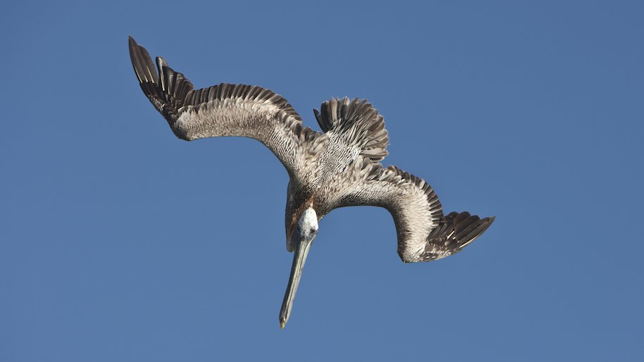 pelicans
