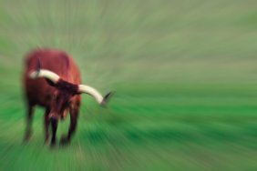 charging bull