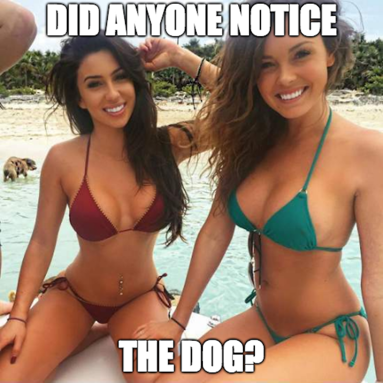funny photos 6-7-18