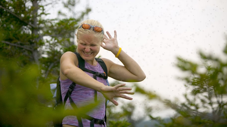 mosquitoes