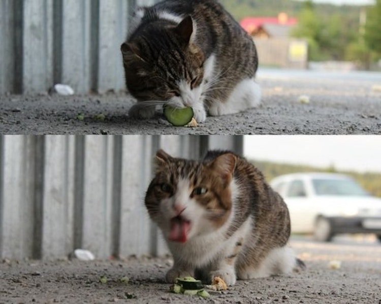 funny photos 8-22-18