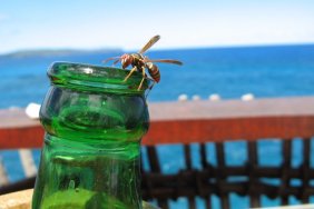 drunk wasps