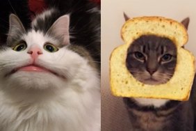 Snapchat cat lens filter
