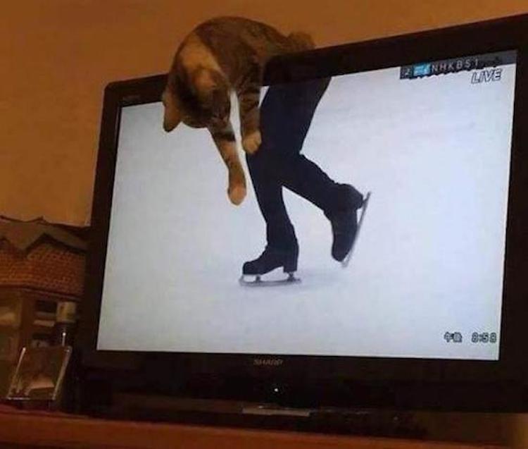 funny photos 10-25-18