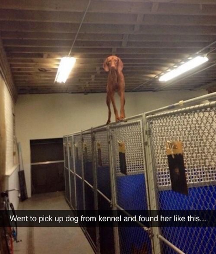 funny photos 10-4-18