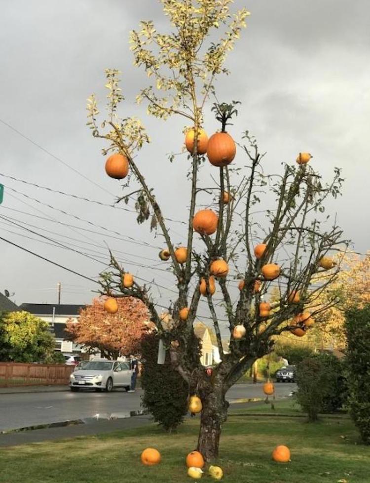 funny photos 10-30-2018