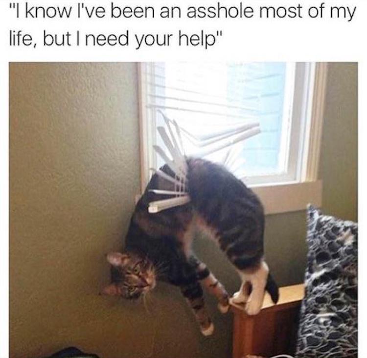 funny photos 10-16-18
