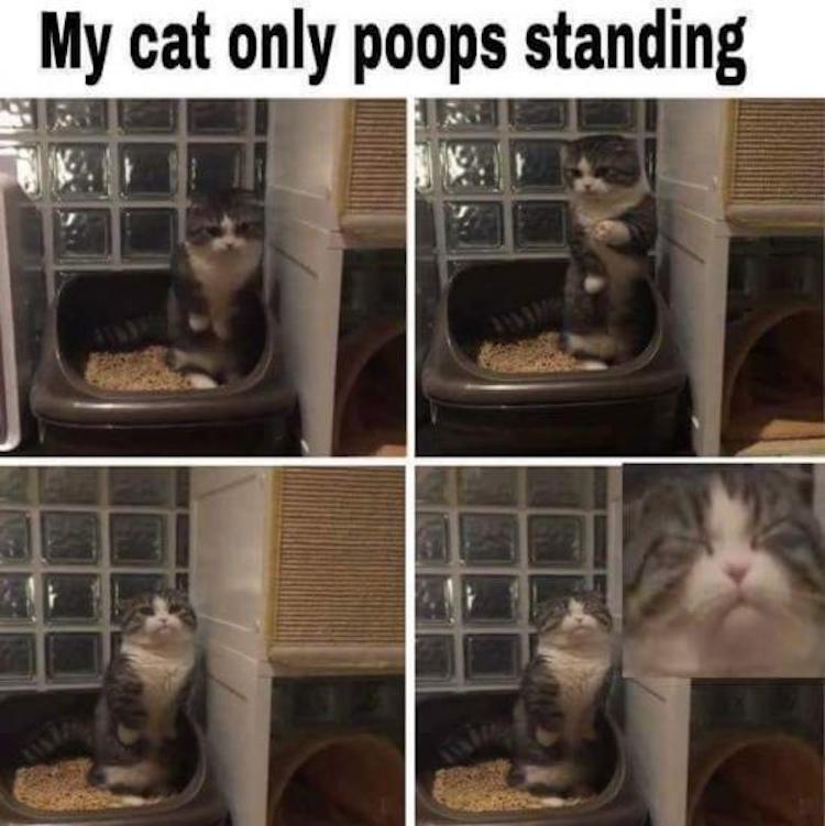 funny photos 11-7-2018
