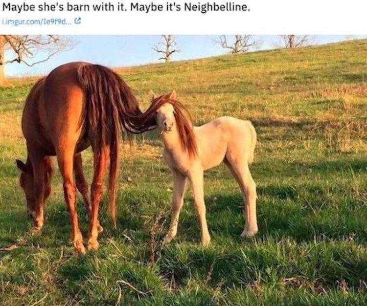 funny photos 11-1-2018