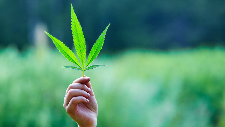 Cannabis
