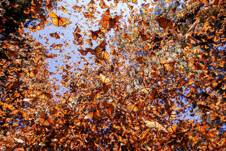 butterflies