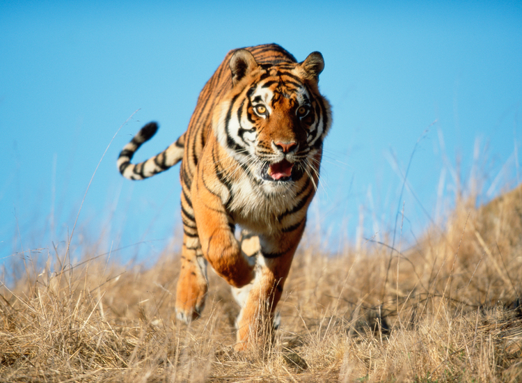 tiger