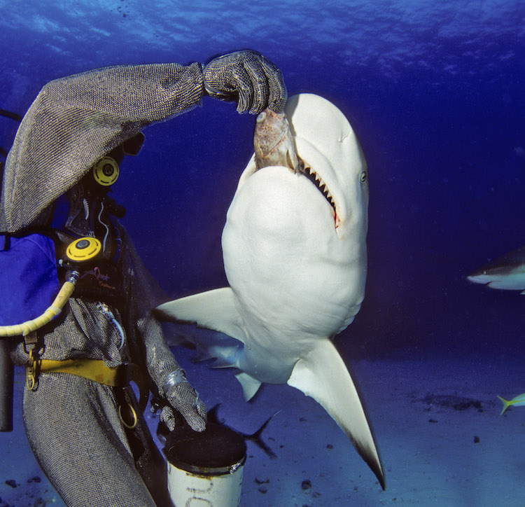 shark week