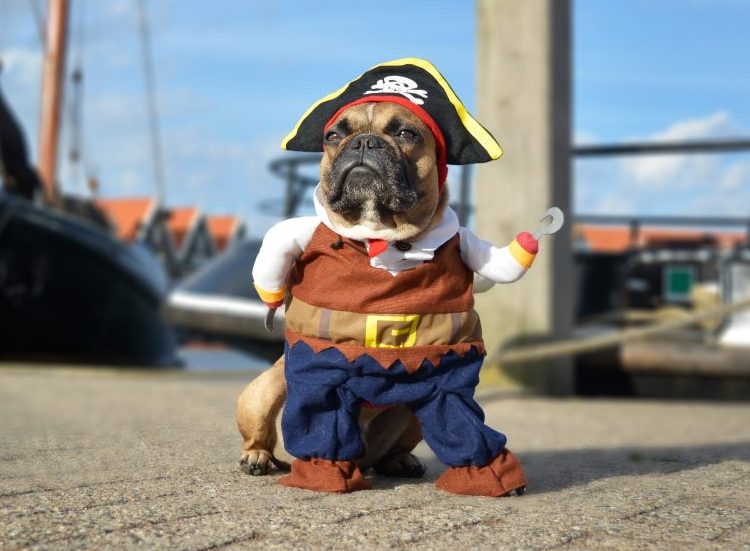 Halloween pet costumes