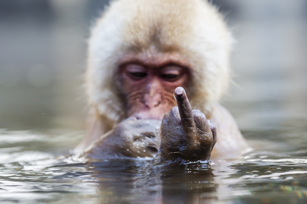 monkeys