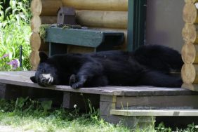 bear
