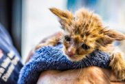 kitten