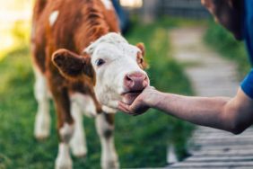 cows