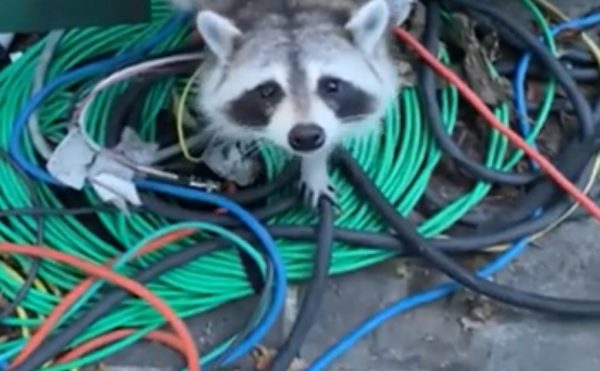raccoon