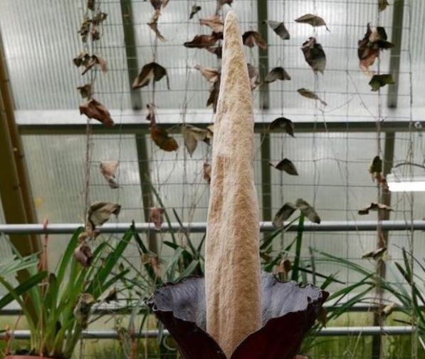 penis