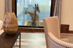 giraffe