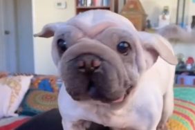 dog videos