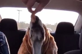 dog chicken nuggets