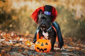 dog videos