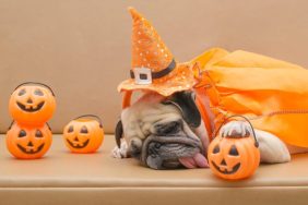 dog videos