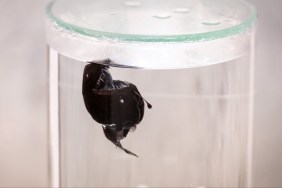 TikTokers Cry Over Viral Anglerfish Dying Video: Here's Why