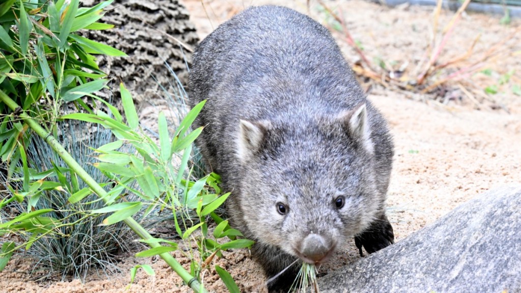 Why Is Sam Jones Facing Backlash? Baby Wombat Incident Explained
