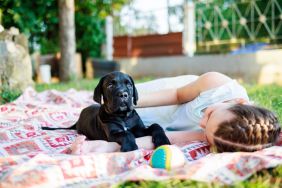 US dog breed