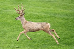 Virus-Infected Deer Terrorizes the Internet After Zombie Squirrels