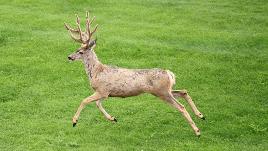 Virus-Infected Deer Terrorizes the Internet After Zombie Squirrels