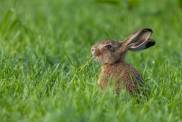 Rabbits With Tentacles On Face Invades US, Experts Issue Warning
