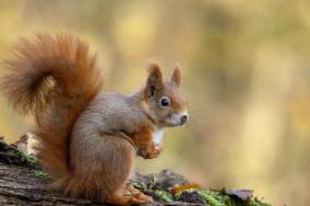 ‘Zombie Squirrels’ With Pus-Filled Turmors Invade US Backyards