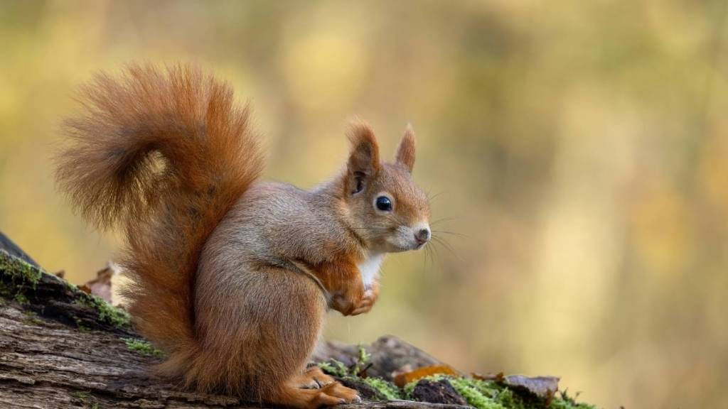 ‘Zombie Squirrels’ With Pus-Filled Turmors Invade US Backyards