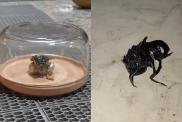 Viral Clip of Venom-like Beast Emerging From Meteorite Debunked