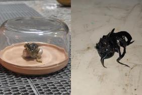 Viral Clip of Venom-like Beast Emerging From Meteorite Debunked