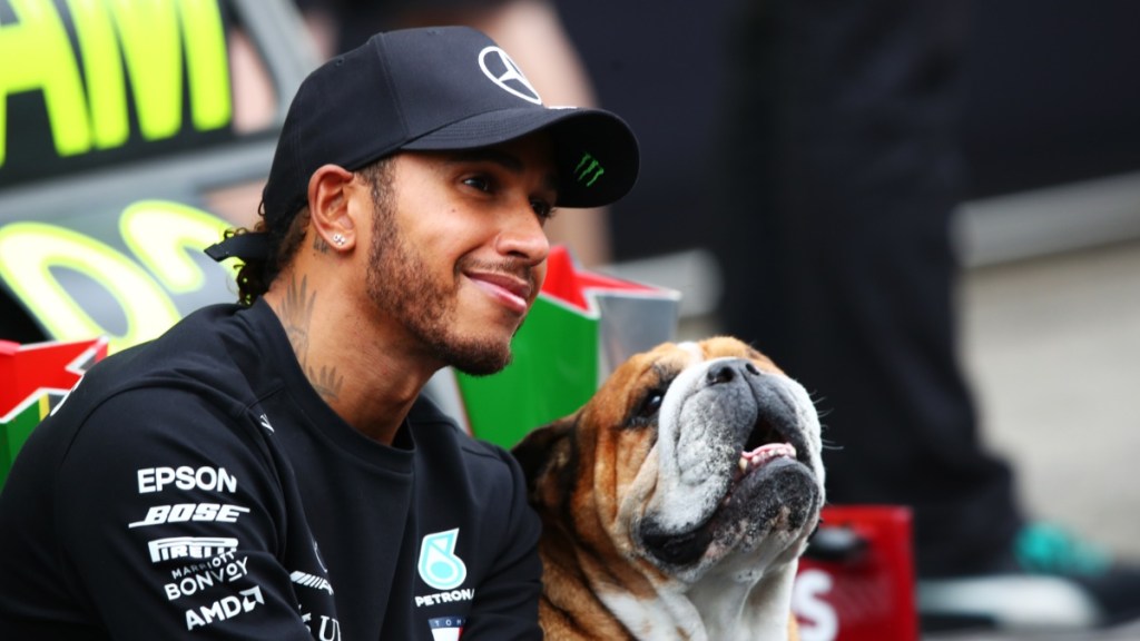 lewis hamilton roscoe dog f1 bulldog