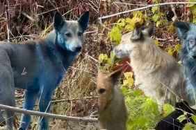 Blue Dogs Have Been Spotted in Chernobyl, Video Suggests