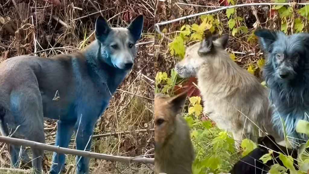 Blue Dogs Have Been Spotted in Chernobyl, Video Suggests
