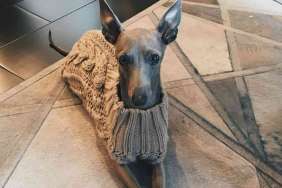 Kylie Jenner Dog