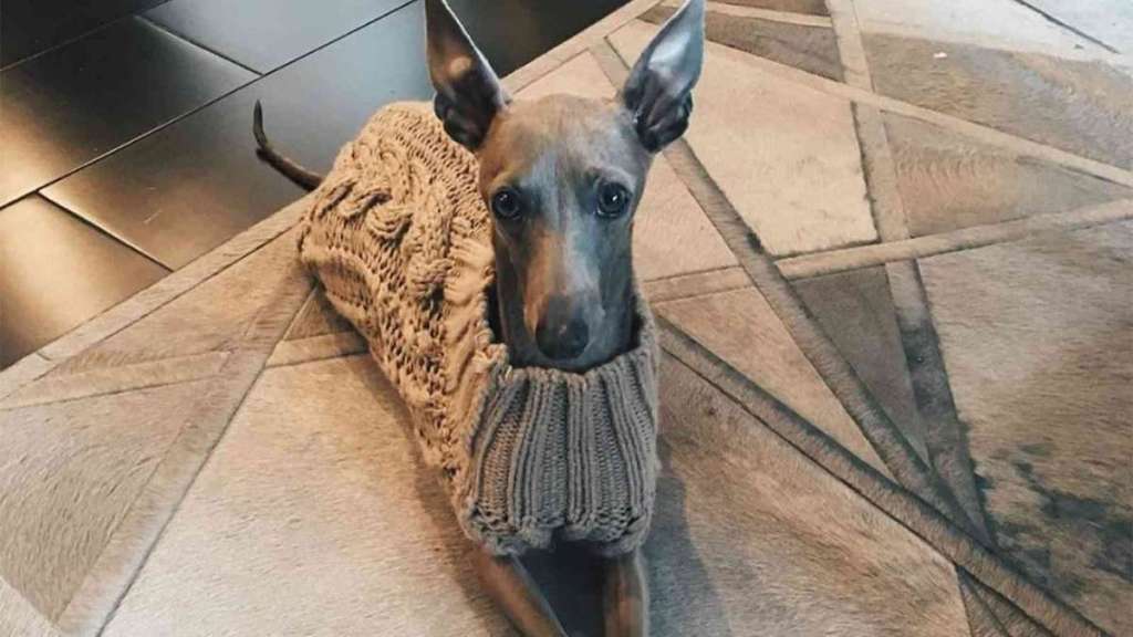 Kylie Jenner Dog