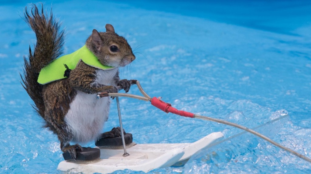 Water-Skiing Squirrel Twiggy Is the Main Event at Carolina Classic Fair