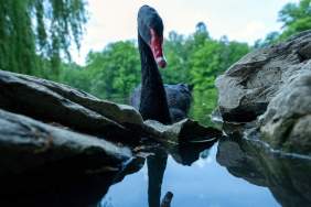 Black Swan, Mr. Terminator Evicted From Town After Causing Havoc Among Other Birds