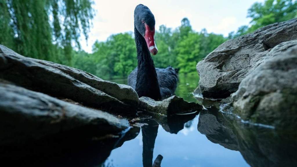 Black Swan, Mr. Terminator Evicted From Town After Causing Havoc Among Other Birds